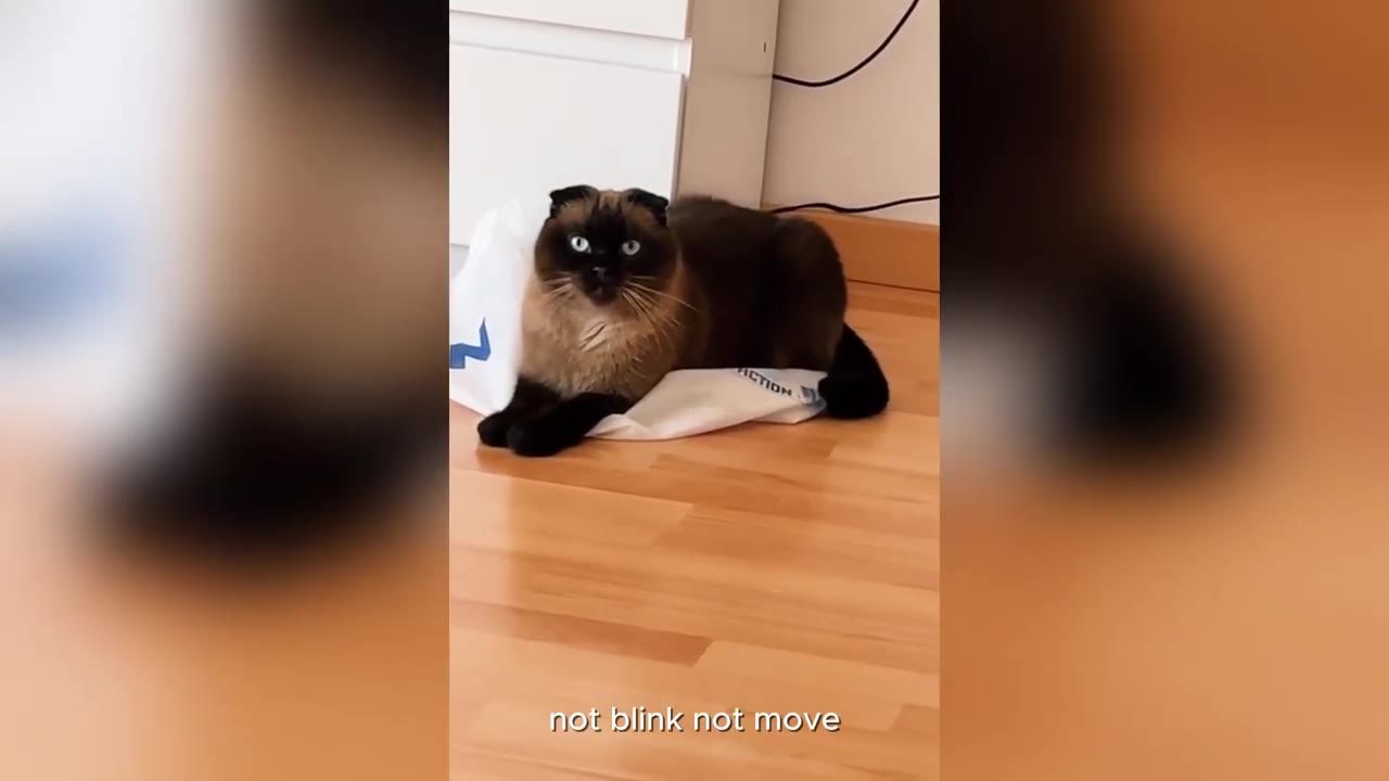 A Siamese cat with wide, unblinking blue eyes sits on a white plastic bag on a wooden floor, staring intently forward.
