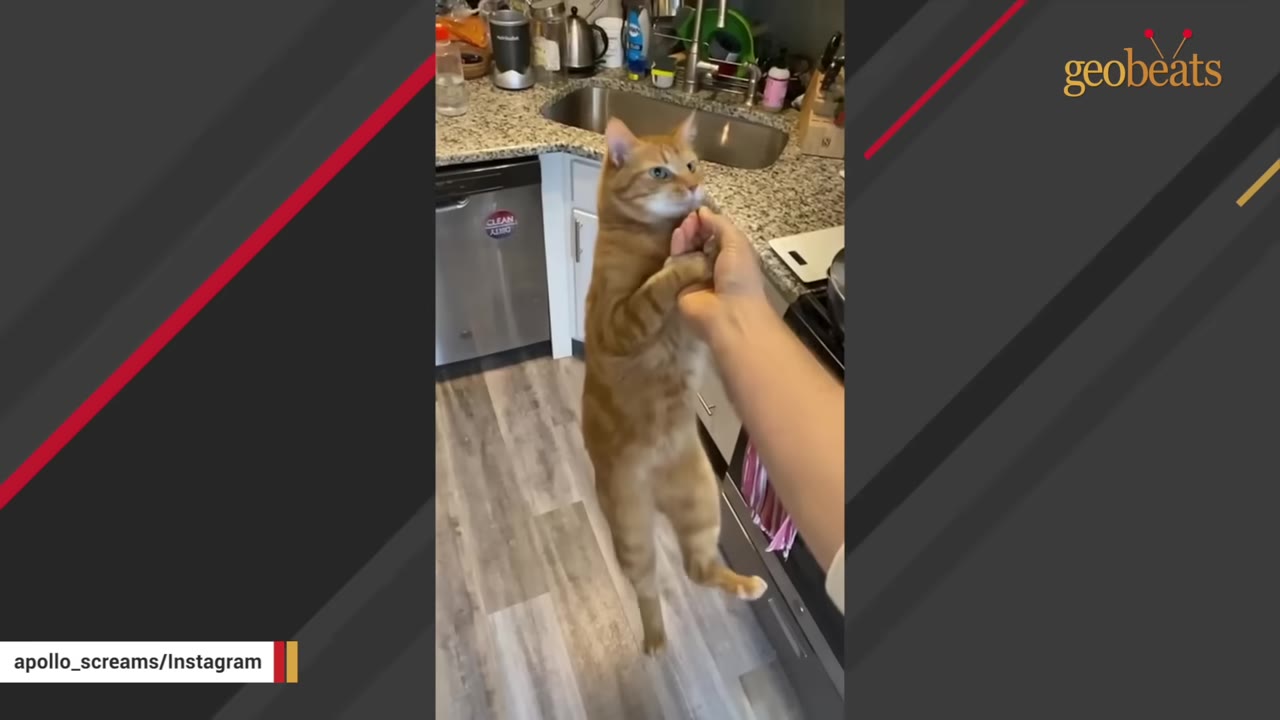 An orange tabby cat stands on its hind legs in a kitchen, holding onto a person's hand with its front paws.