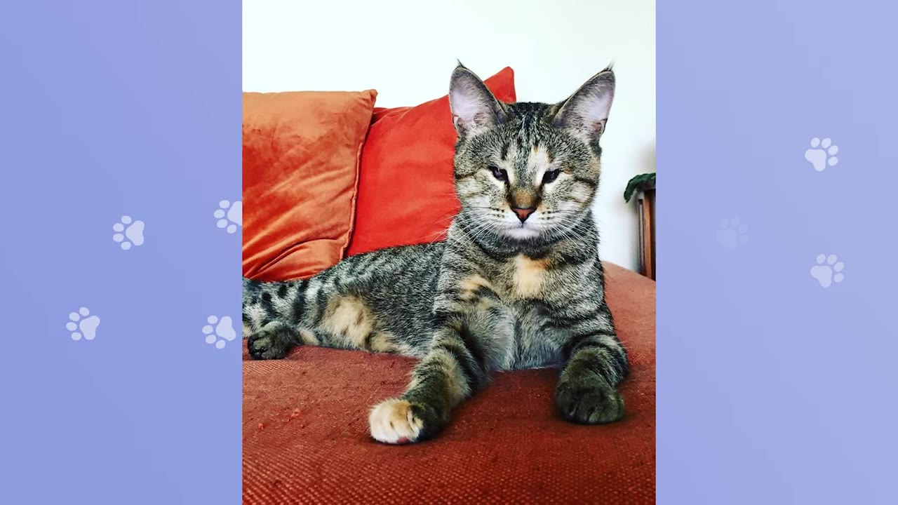 A tabby cat with closed or missing eyes lying on an orange couch with red pillows.