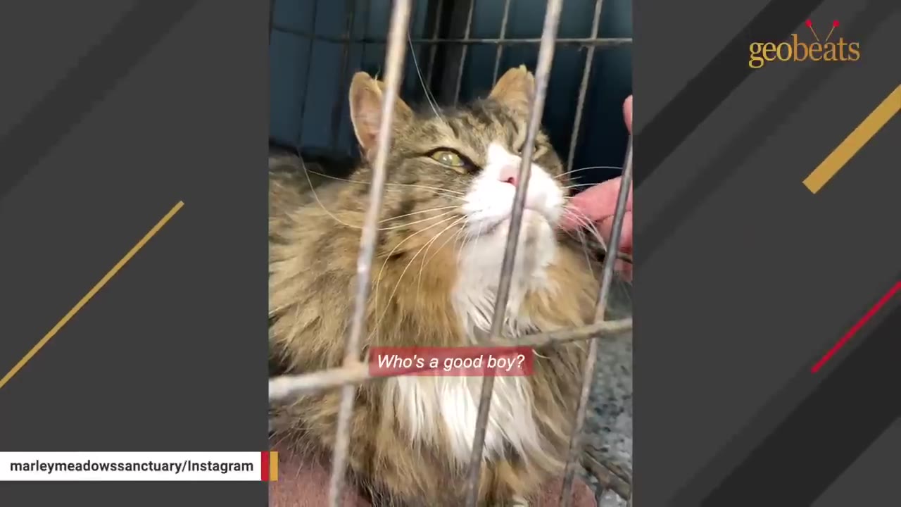 A fluffy brown and white cat with a slightly battered face looks out from behind the metal bars of a cage while being gently petted.