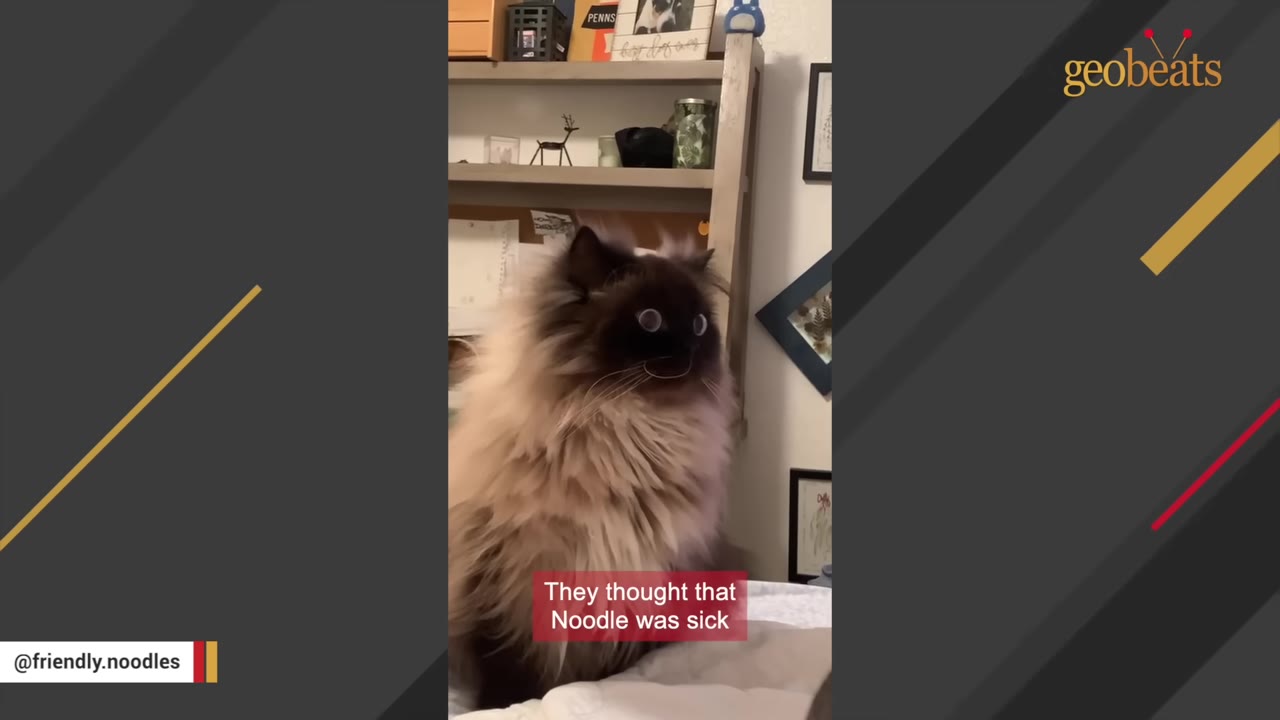 A fluffy, long-haired Siamese-mix cat with wide, round blue eyes looks off to the side while sitting indoors.