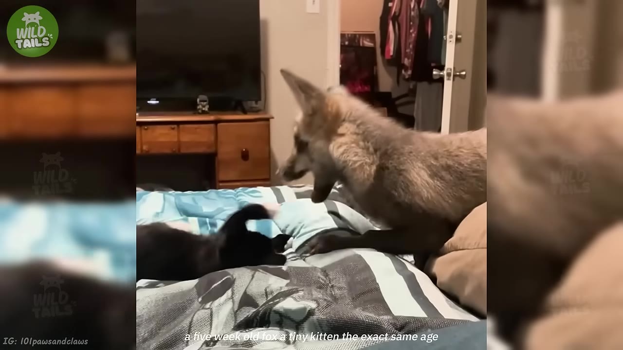A young fox and a small black kitten interact on a bed with a blue and white patterned comforter.