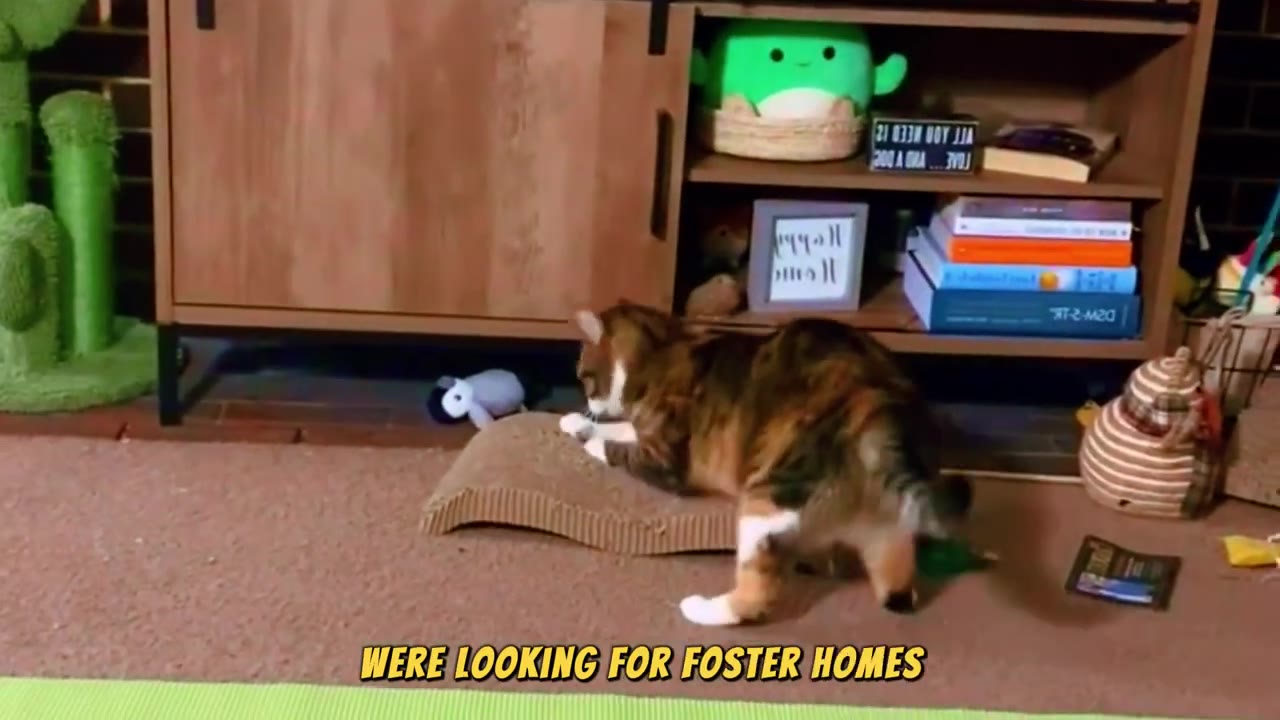 A calico cat stands on a cardboard scratcher in a living room, with a wooden cabinet and shelves in the background.
