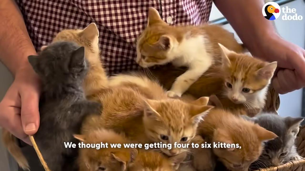 A person holds a woven basket overflowing with numerous small orange and grey kittens, with on-screen text reading, 'We thought we were getting four to six kittens,'.