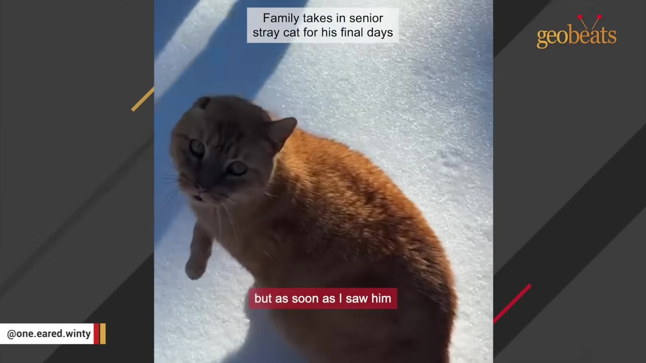 An orange tabby cat with one ear looking up towards the camera while standing in the snow.