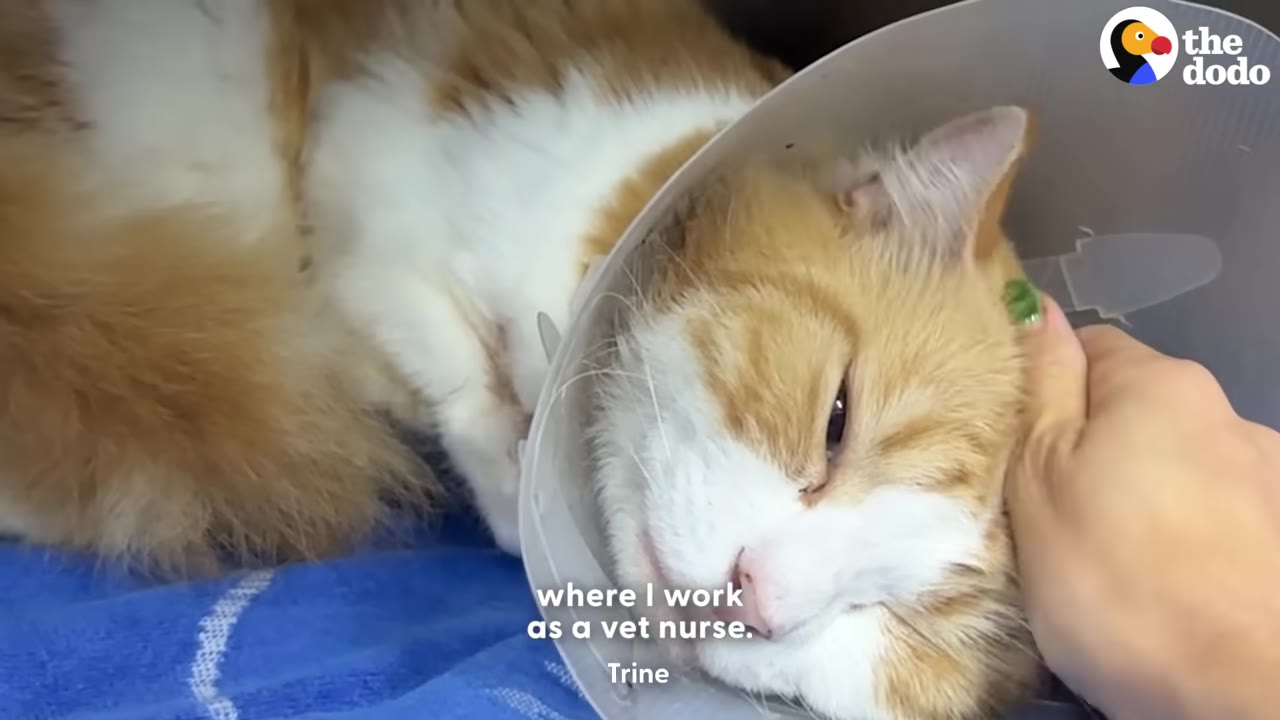 An orange and white cat wearing a plastic medical cone lies on a blue blanket while being gently petted on the head by a person's hand.
