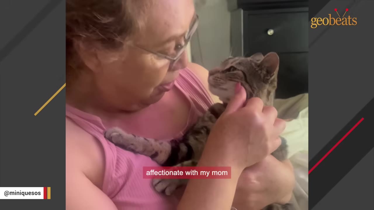 A woman wearing glasses and a pink top holds a tabby cat close to her face while gently petting its cheek.