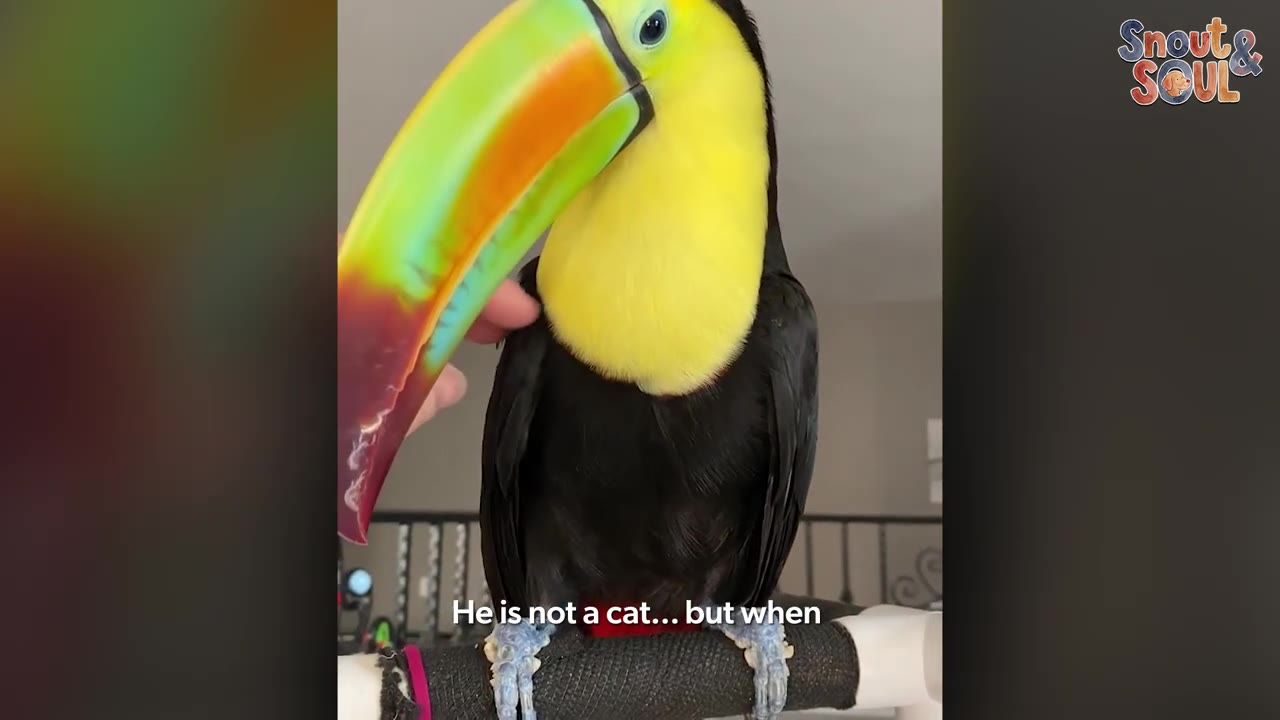 A close-up of a toucan with a bright yellow chest and a large, colorful green and orange beak being gently stroked by a person's hand.