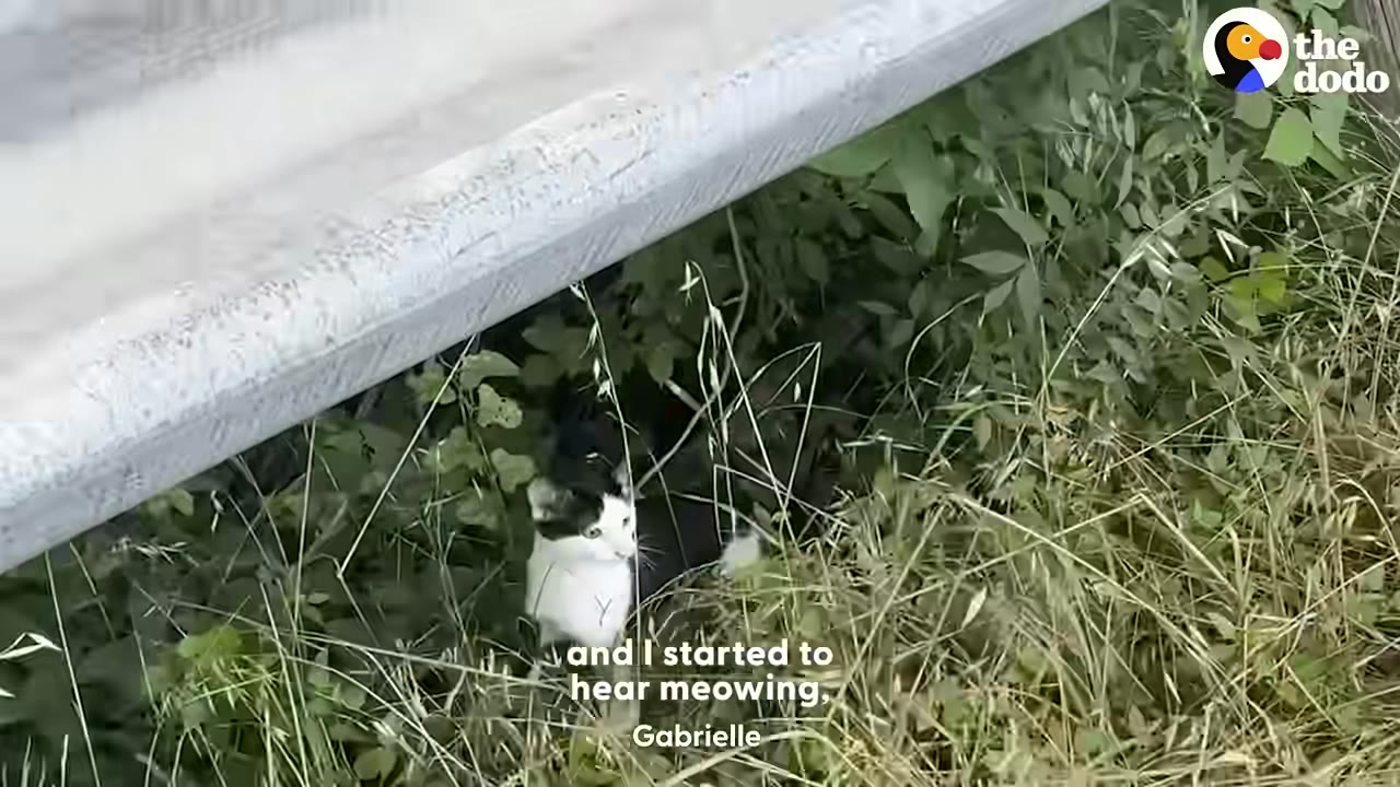 A small black and white kitten stands in tall green grass and weeds underneath a metal guardrail.