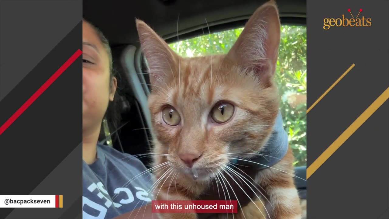 An orange tabby cat with large, expressive eyes looks directly at the camera while sitting inside a vehicle next to a person.
