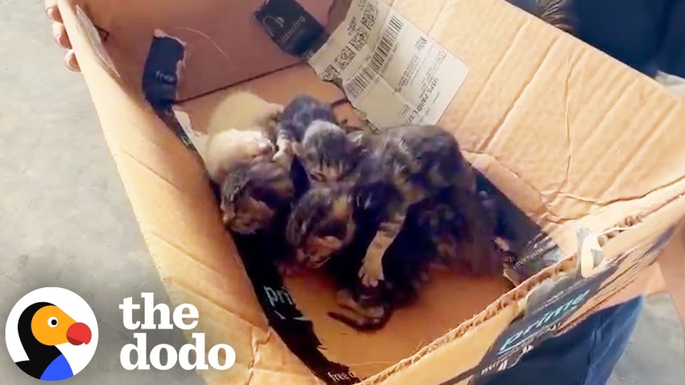 Video frame for An Unexpected Discovery Among The Trash