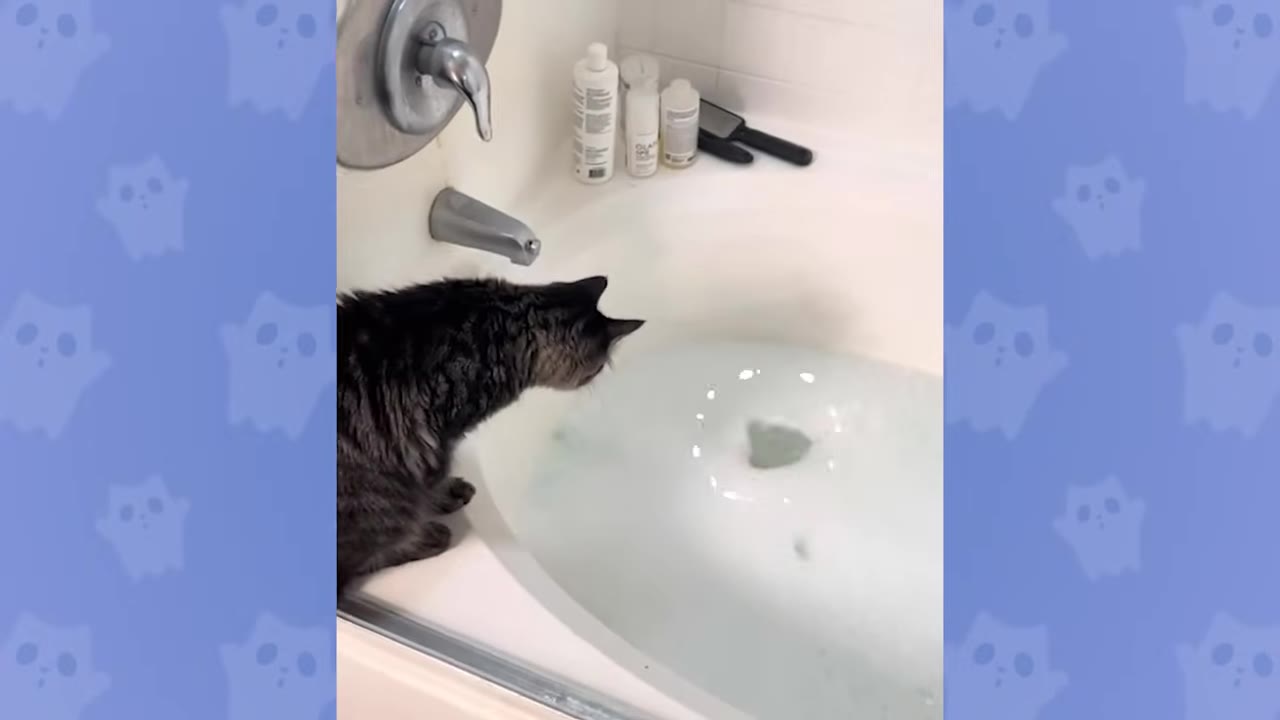 A fluffy dark tabby cat sits on the edge of a white bathtub filled with soapy water, looking down into the bath.