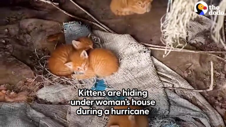 Florida Woman Prepping For A Hurricane Discovers A Secret Under Her House That Changes Her Family
