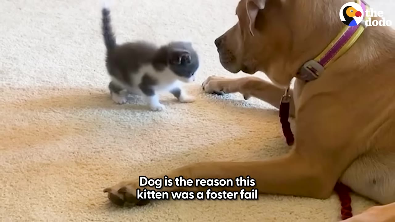 A tan dog lying on a carpeted floor looks gently at a small grey and white kitten standing in front of him.