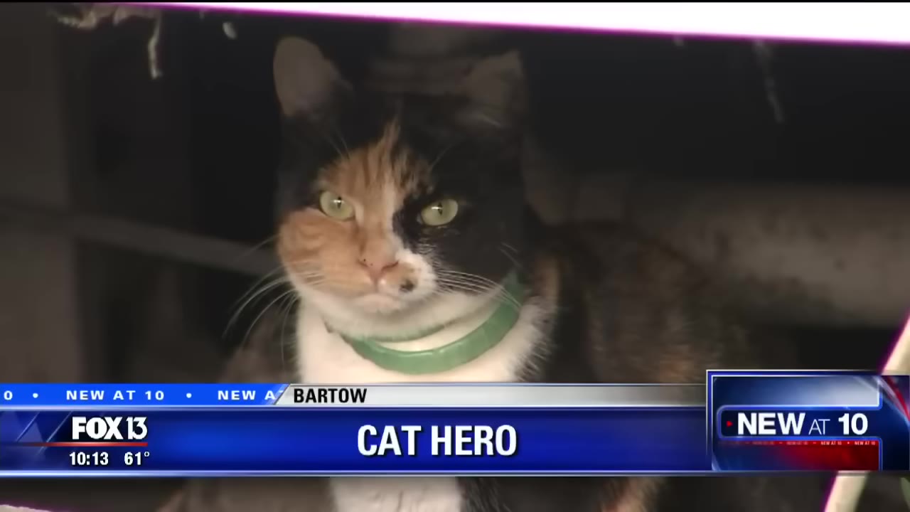 A close-up of a calico cat wearing a green collar, looking directly at the camera, with a news broadcast graphic at the bottom reading 'CAT HERO'.