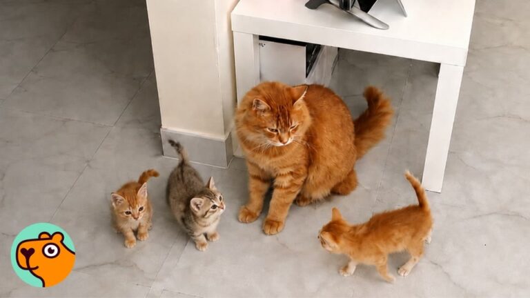 NY Man Rescues 3 Kittens From Work, But His Territorial Cat’s Reaction Leaves Him In Awe