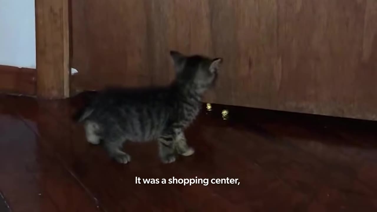 A small tabby kitten stands on a dark wooden floor, looking towards a closed wooden door.