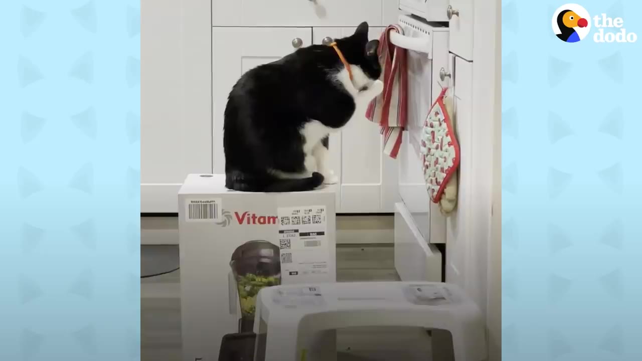 A black and white cat sits on top of a cardboard Vitamix blender box in a kitchen.