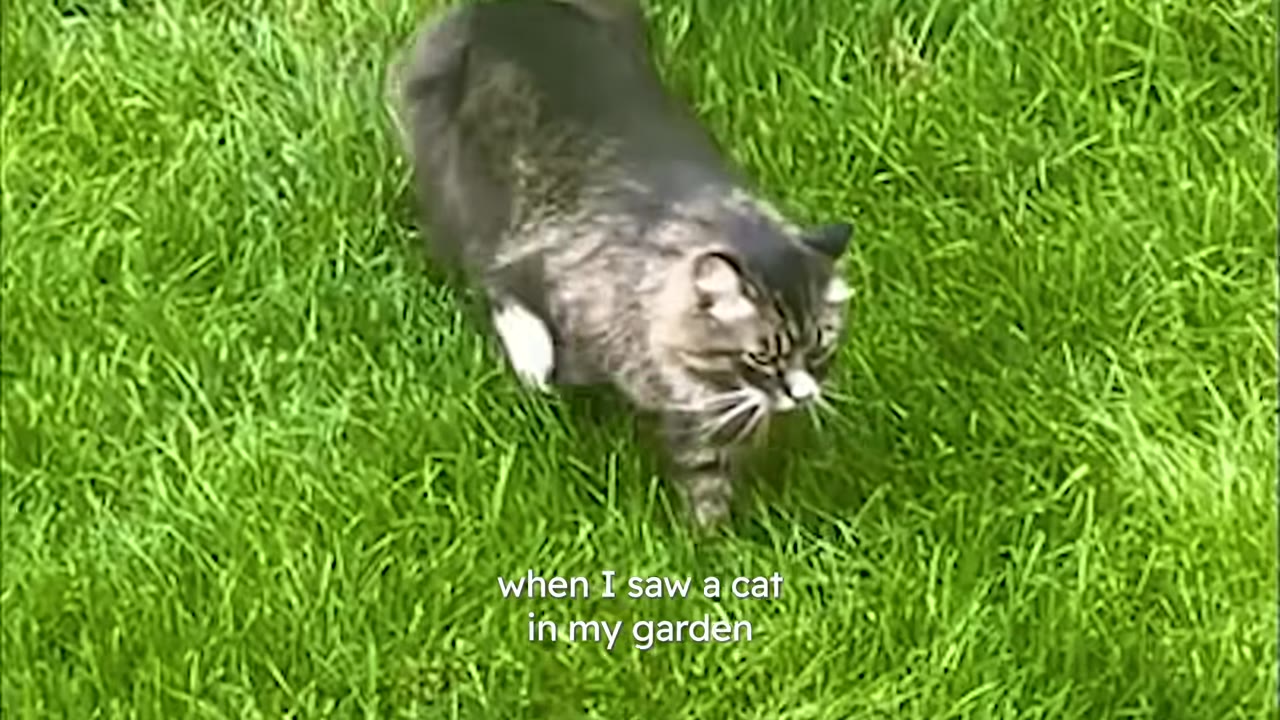 A fluffy grey and white tabby cat walks cautiously through vibrant green grass.