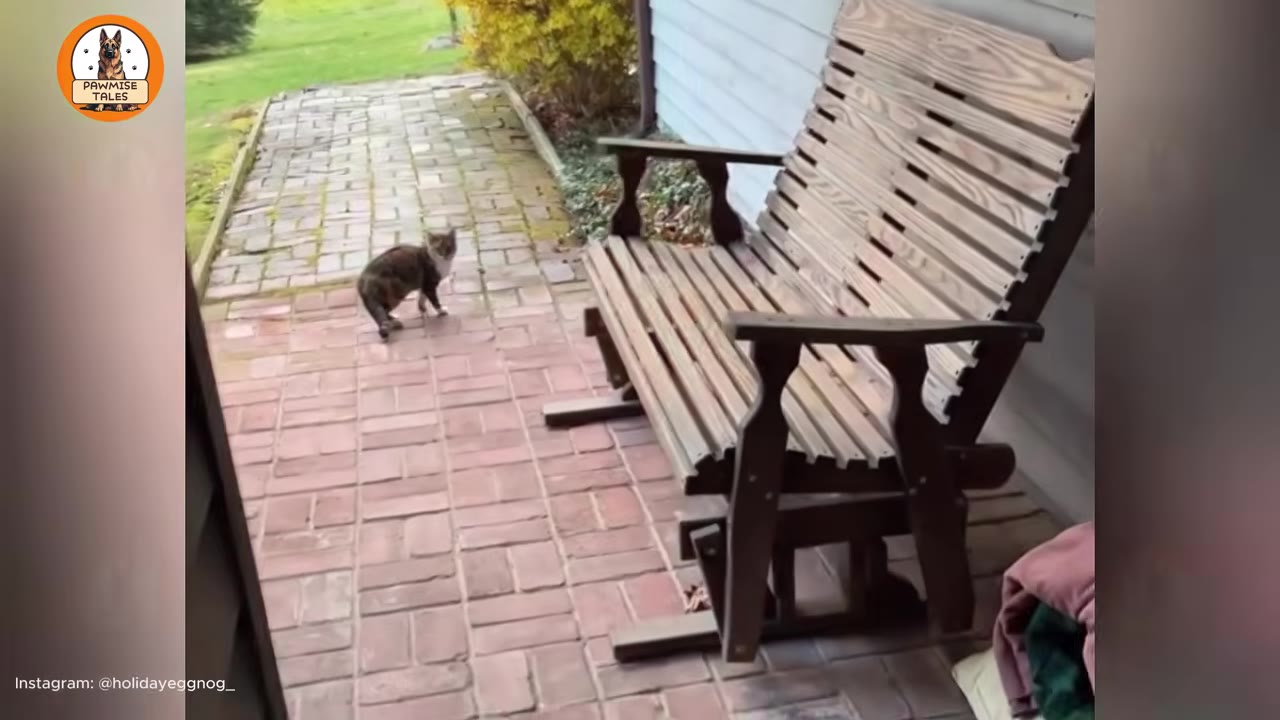 A calico cat stands on a brick patio next to a wooden glider bench outside a house.