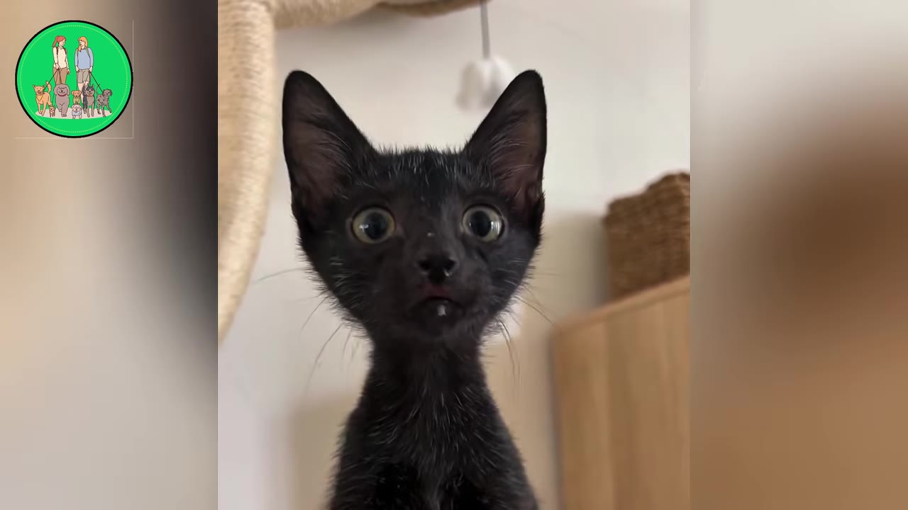 A close-up of a small black kitten with wide, round eyes looking directly at the camera.