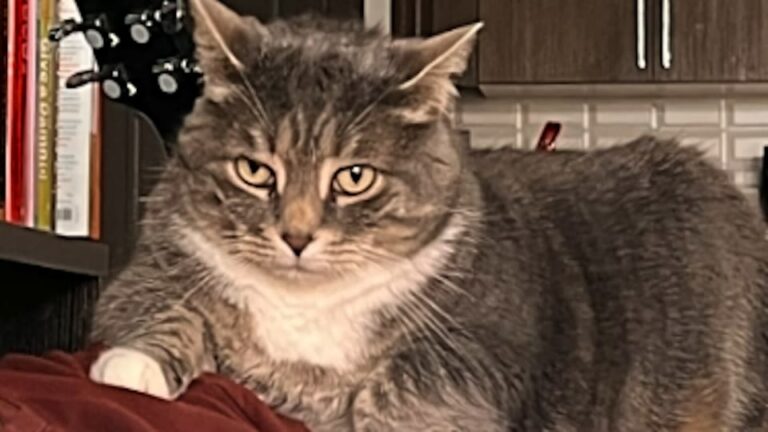 Texas Woman Was Terrified Of Cats, But An Unwanted Shelter Cat Completely Took Over Her House