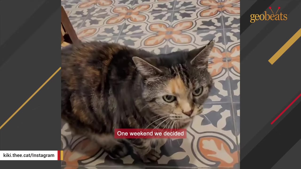 A tortoiseshell and tabby cat looks up curiously while sitting on a patterned tile floor.