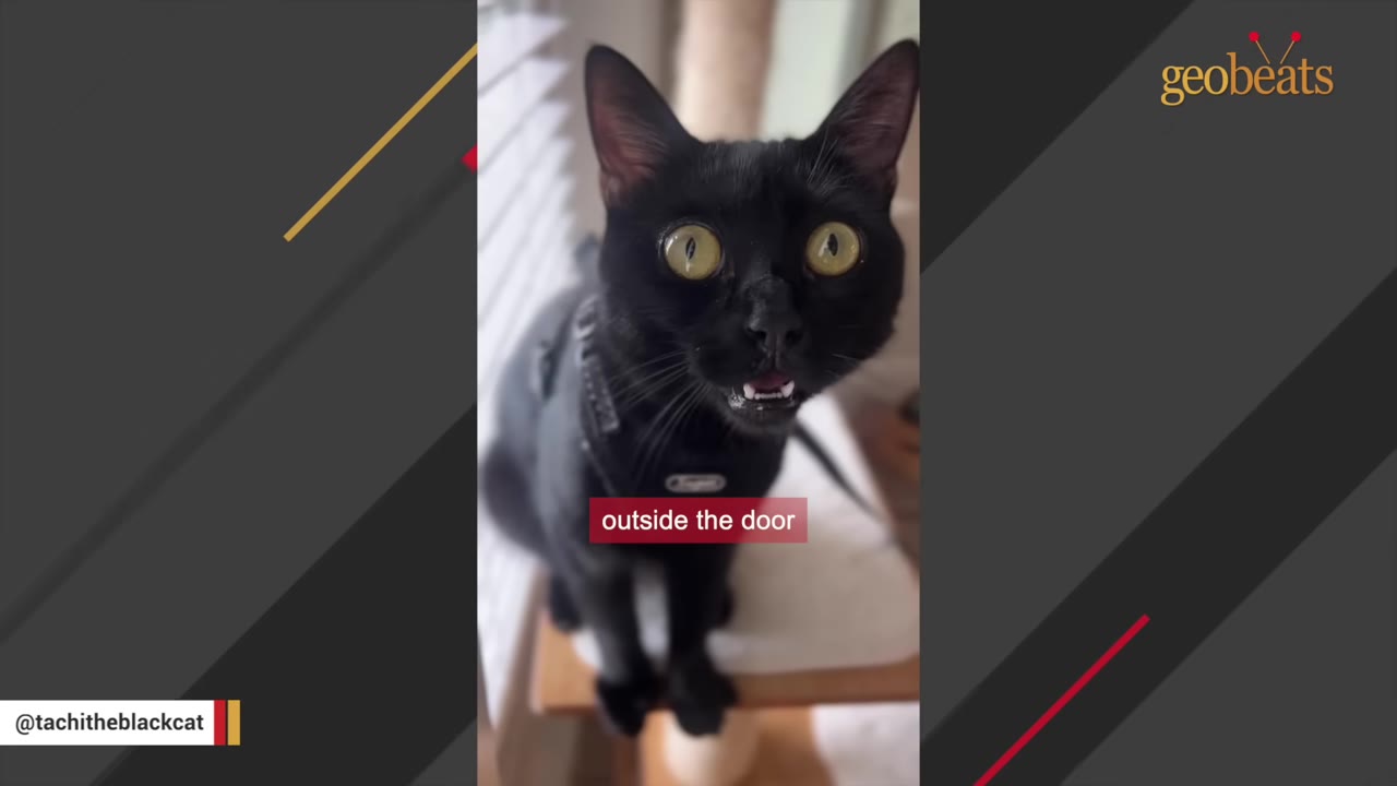 A close-up of a black cat with wide yellow eyes and its mouth slightly open as if vocalizing, with a caption overlay that reads 'outside the door'.