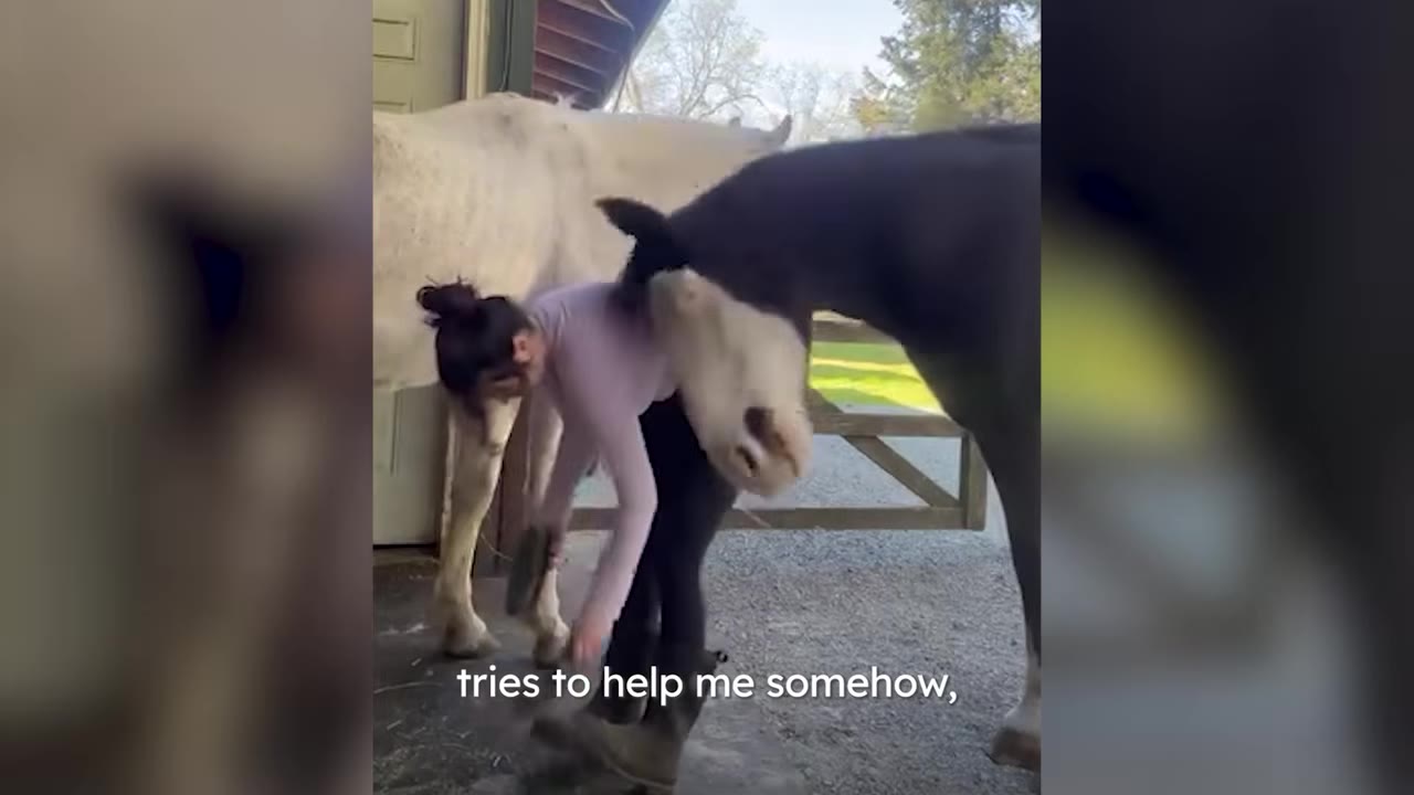 A dark horse with a white face nudges a woman in a pink shirt as she bends down to brush another horse's leg in a barn.
