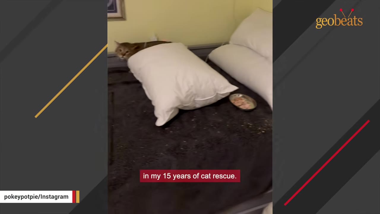 A brown cat peeking out from behind a white pillow on a dark bed, with a caption reading 'in my 15 years of cat rescue.'