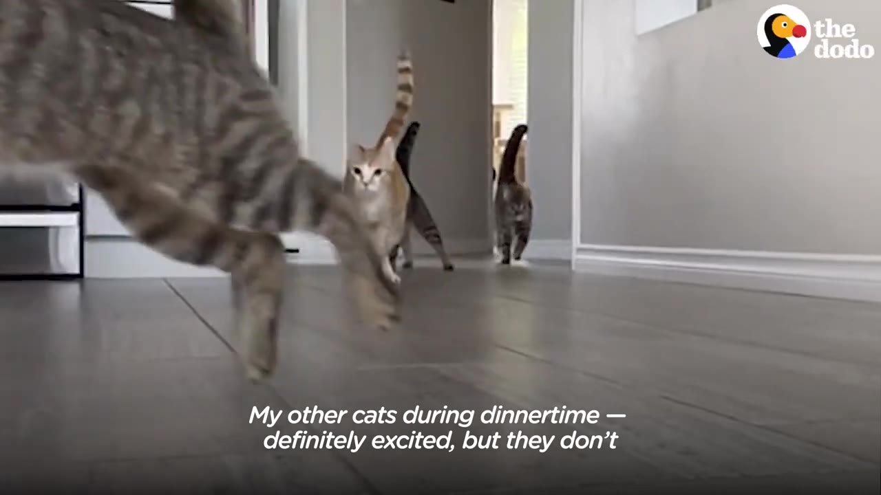 Several cats running excitedly down a hallway towards the camera during dinnertime.