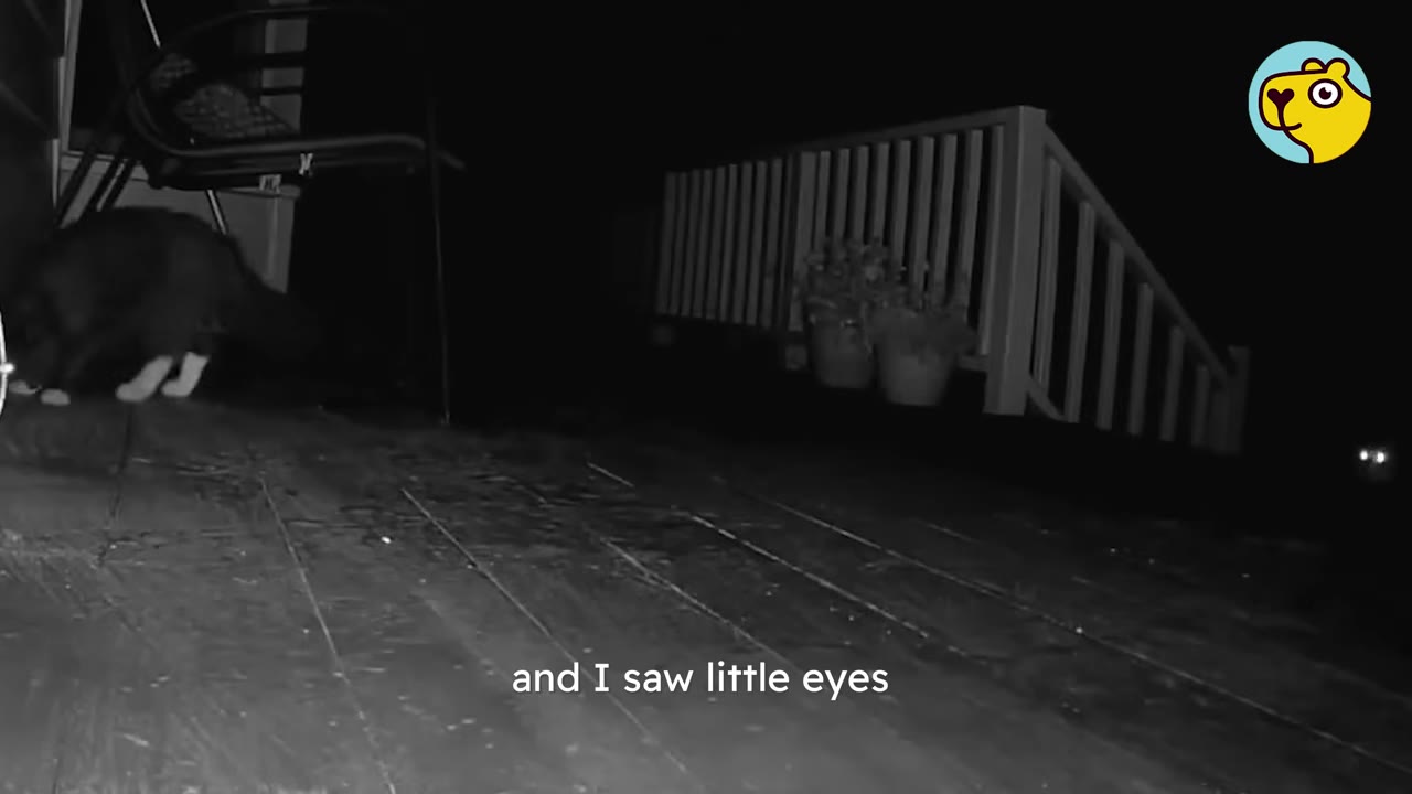 A black-and-white night vision camera view of a wooden deck at night, showing a dark animal with white paws on the left and two small glowing eyes reflecting light in the dark background on the right.