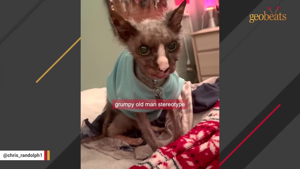 A senior, partially hairless cat wearing a light blue sweater looks directly at the camera with a grumpy expression.
