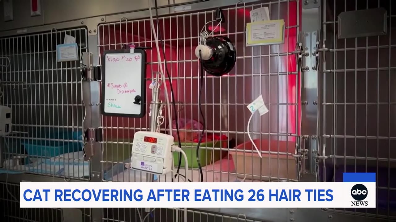 A veterinary cage with medical equipment, a whiteboard, and a heat lamp, with a news banner reading 'CAT RECOVERING AFTER EATING 26 HAIR TIES'.