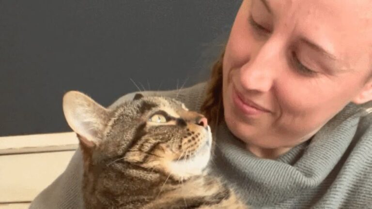 Ohio Shelter Cat Kept Isolated In A Cage Reaches Out For A Hug That Changes Her Life