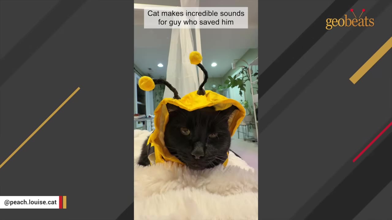 A black cat wearing a yellow bee costume with antennae sits on a white fluffy surface, looking directly at the camera with a serious expression.
