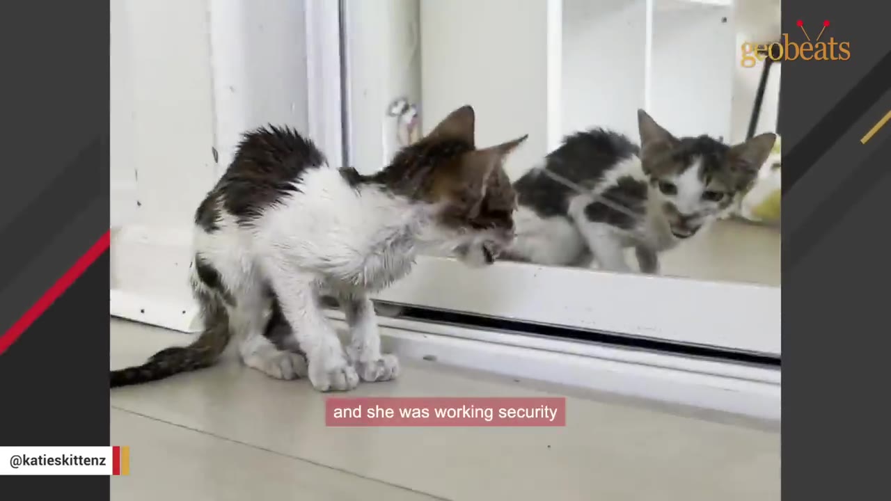 A scruffy, wet, and thin black-and-white kitten stands on a light-colored floor, looking at its reflection in a mirror.