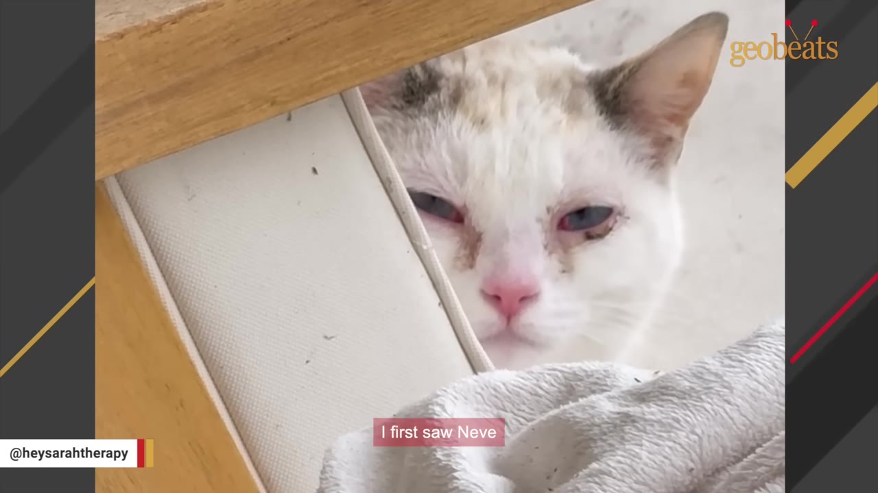 A close-up shot of a white kitten with light brown markings peeking out from behind a white cushion and a wooden frame.
