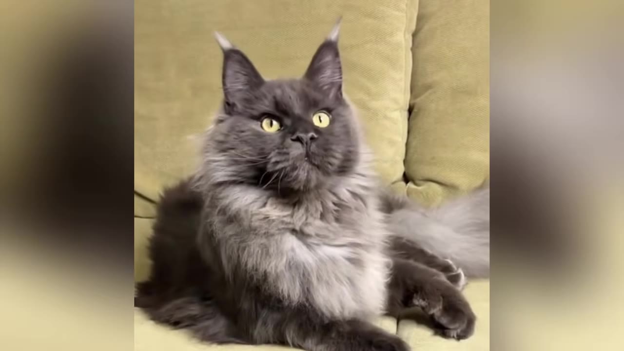 A large, fluffy grey Maine Coon cat with yellow eyes and a lion-like mane sits on a light green couch.