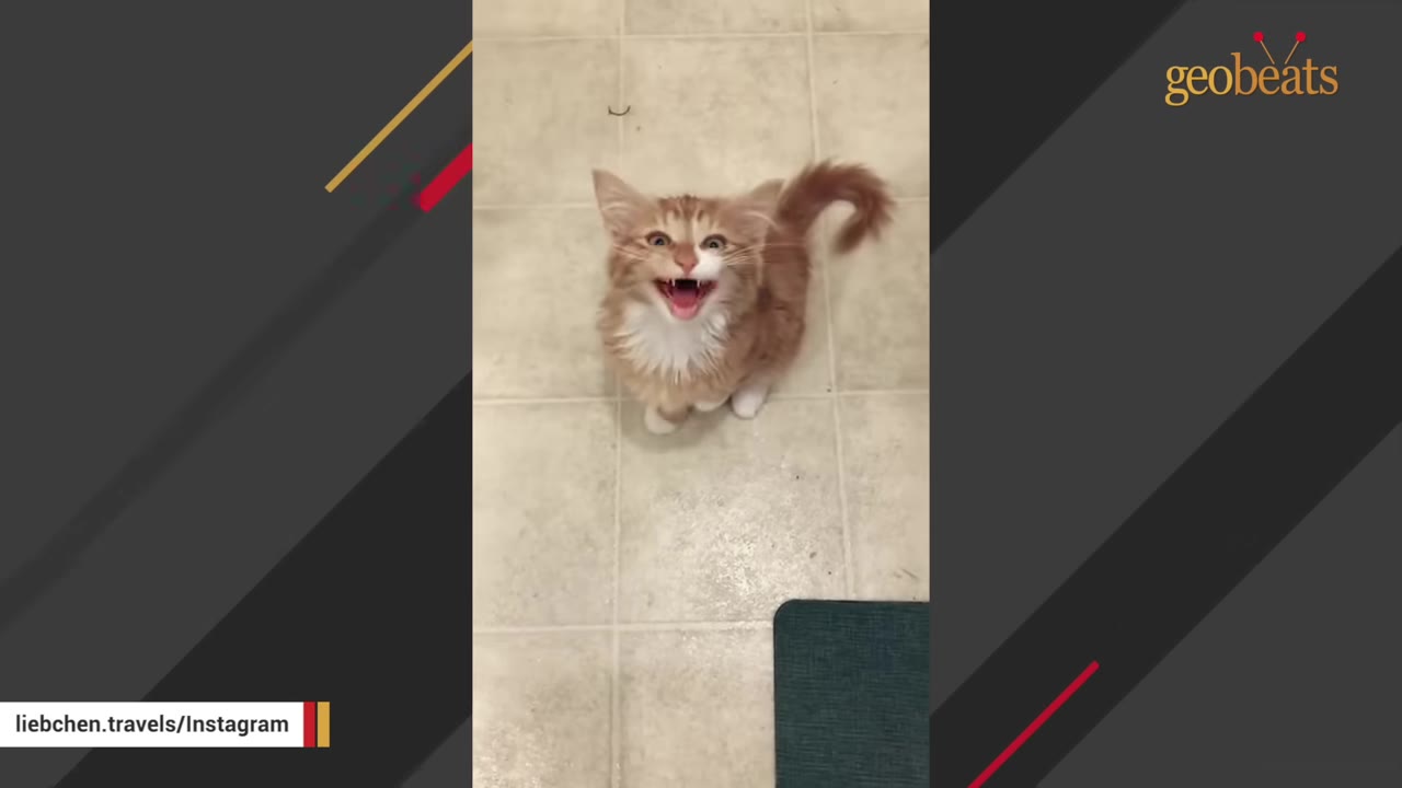 An orange and white fluffy kitten looks up at the camera with its mouth open as if meowing.