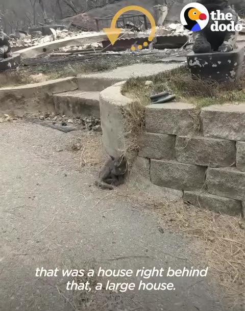 A small, ash-covered cat sits huddled against a stone retaining wall in front of a completely destroyed home reduced to rubble and debris.