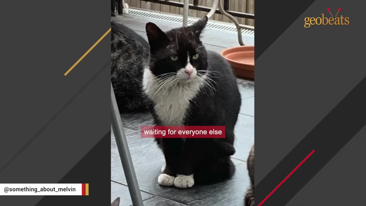 A black and white cat with green eyes sits alertly on an outdoor patio, with parts of other cats visible nearby.
