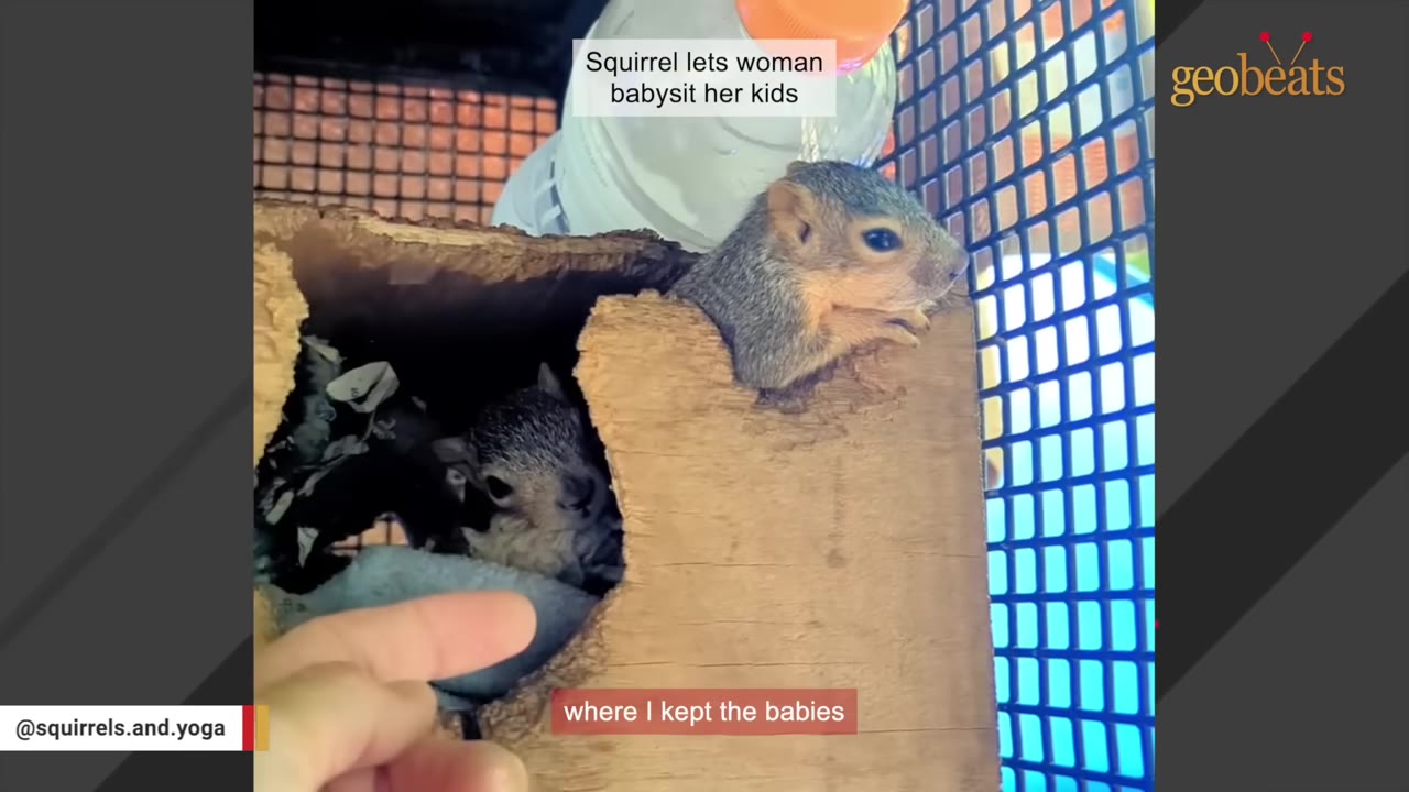 Two baby squirrels peek out from a wooden nesting box as a human hand gently reaches towards them.