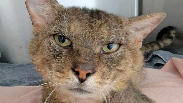 Cat Left Behind At Apartment Complex In Florida Finds The Helper He Desperately Needed