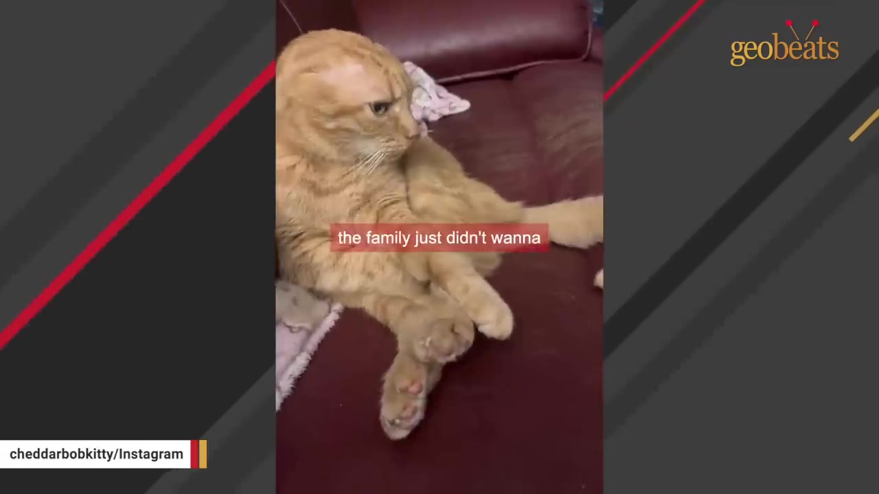 An orange tabby cat sitting on a dark red couch, looking off to the side.