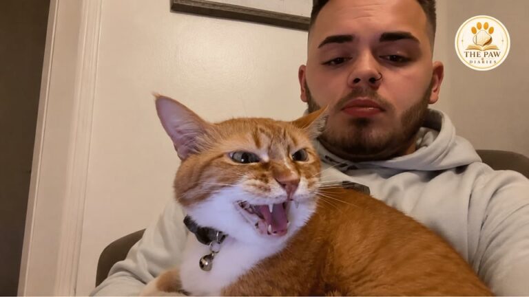 Georgia Cat Talks Back To His Dad Every Day, But The Real Reason Millions Fell In Love Goes Deeper