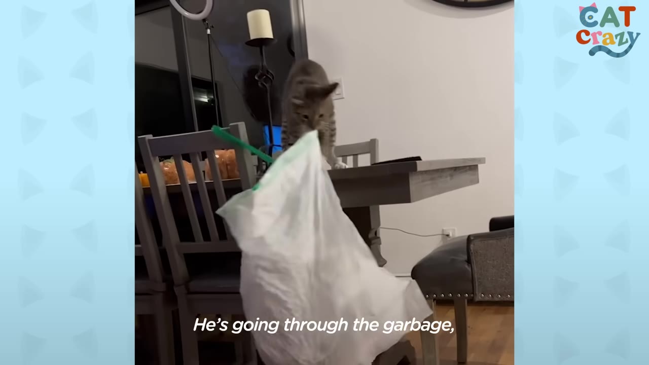 A tabby cat stands on a wooden dining table, pulling a white plastic garbage bag up by its green drawstring.