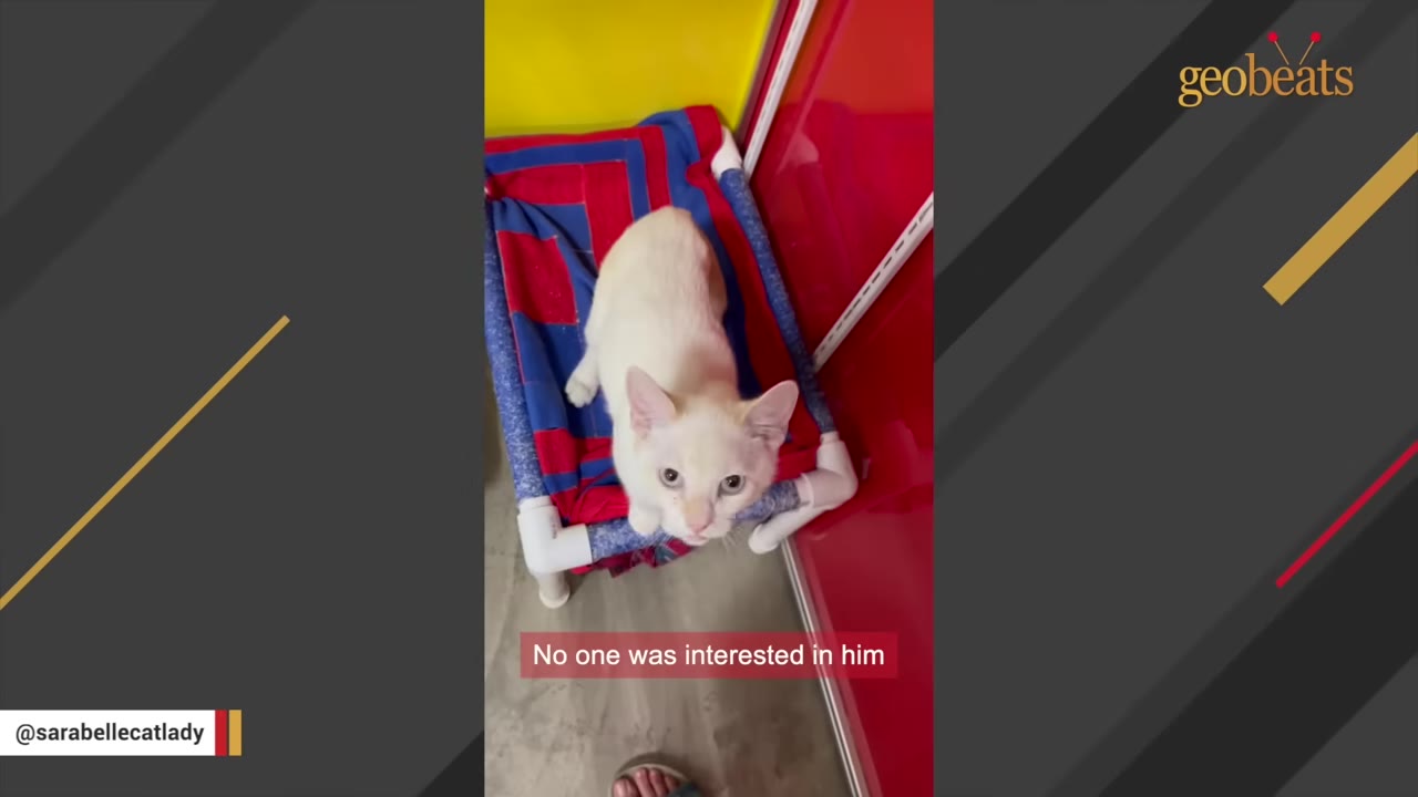 A light cream-colored cat sits on a red and blue cot inside a shelter kennel, looking up with wide eyes.