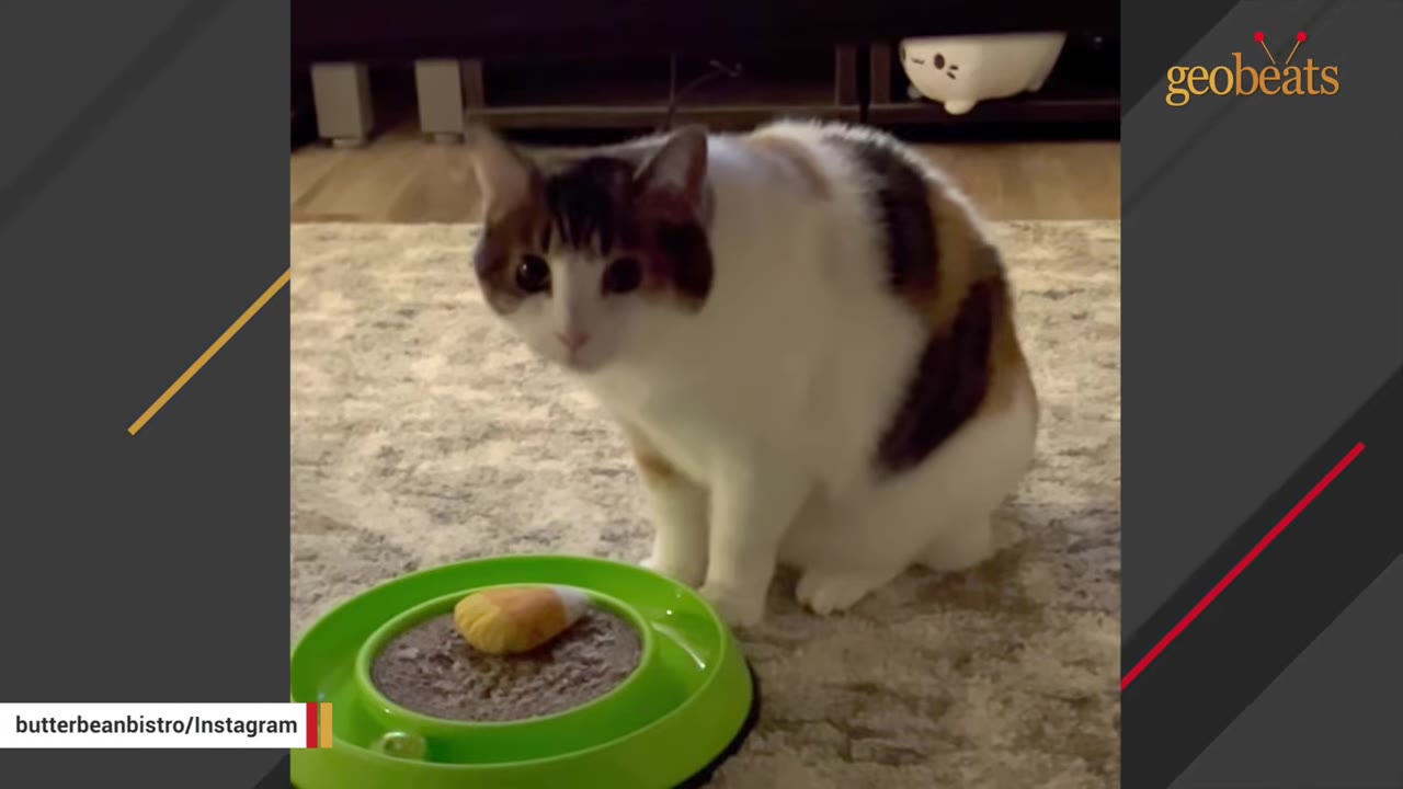 A calico and white cat sitting on a carpet next to a green toy, looking directly at the camera with a shy expression.
