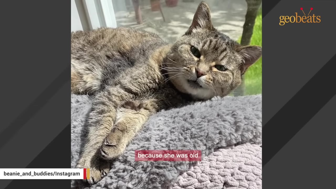 A close-up of a tabby cat named Beanie resting comfortably on a soft, grey textured blanket near a window.